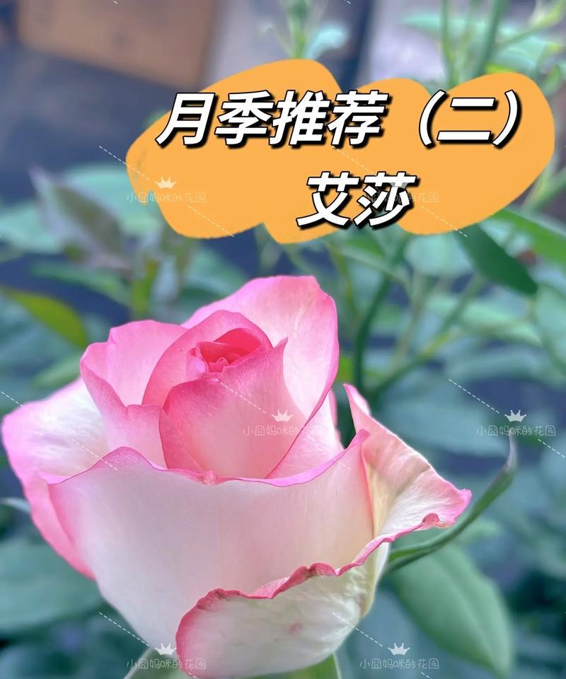 艾莎与满天星搭配的花语是什么？它们的组合有何寓意？