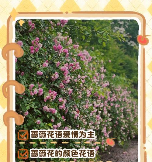 温柔细腻花语代表什么含义？