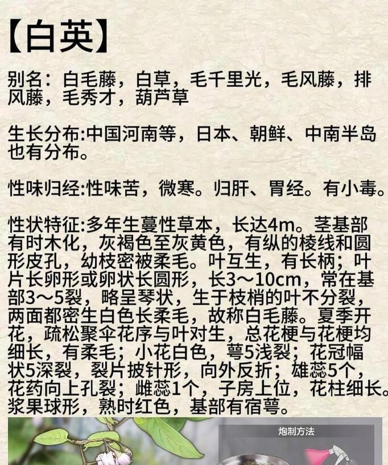 白色藤花的花语传达了哪些情感？