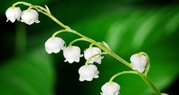白色藤花的花语传达了哪些情感？