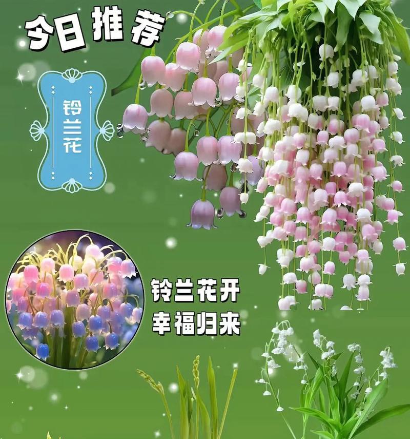 花朵寓意和花语有哪些？