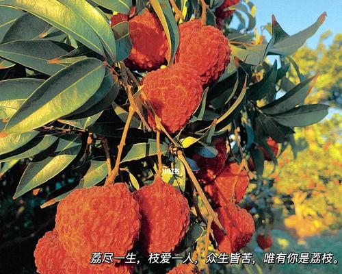 原来荔枝花的花语是什么？这种花语通常用来表达什么？