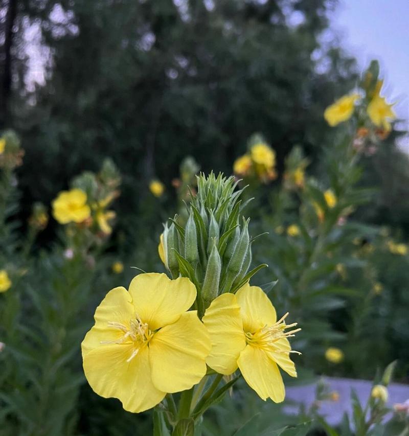 月见草的花语有何寓意？
