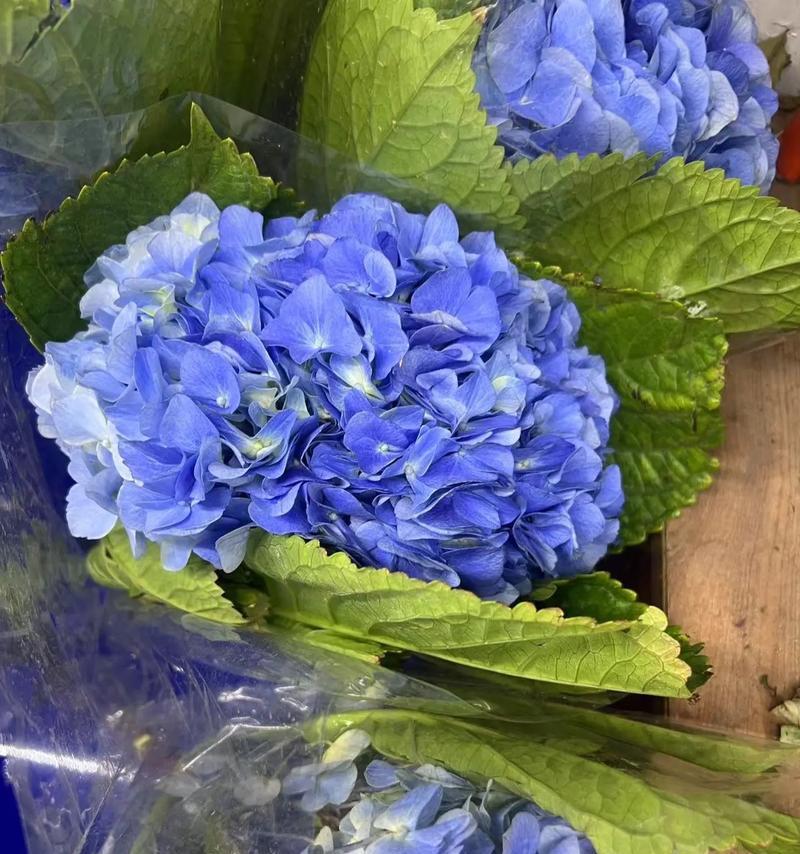 绣球花朵的寓意和花语是什么？绣球花在传统中代表着什么？