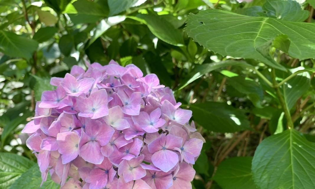 绣球花朵的寓意和花语是什么？绣球花在传统中代表着什么？