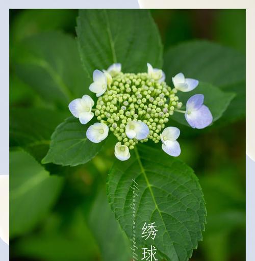 绣球花朵的寓意和花语是什么？绣球花在传统中代表着什么？