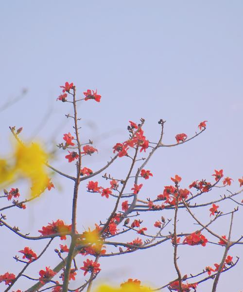 哪个城市的花语代表了这座城市？