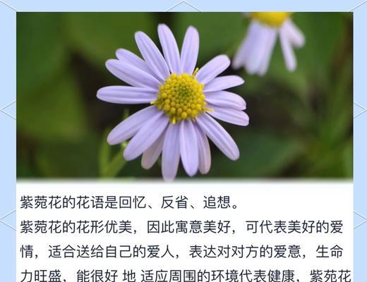 哪些花的花语最能表达浪漫？