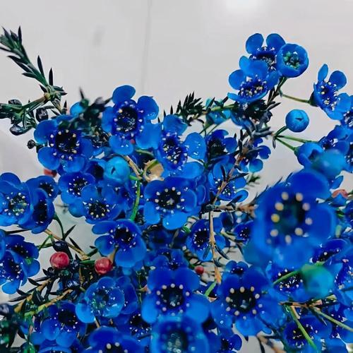和腊梅在一起的花语是什么？腊梅与其他花搭配的花语含义是什么？