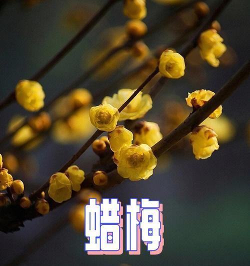 和腊梅在一起的花语是什么？腊梅与其他花搭配的花语含义是什么？