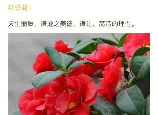 颜夕花语的寓意有哪些？