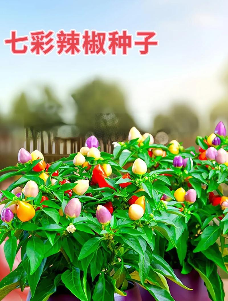 五彩椒的花语含义是什么？有何特别之处？