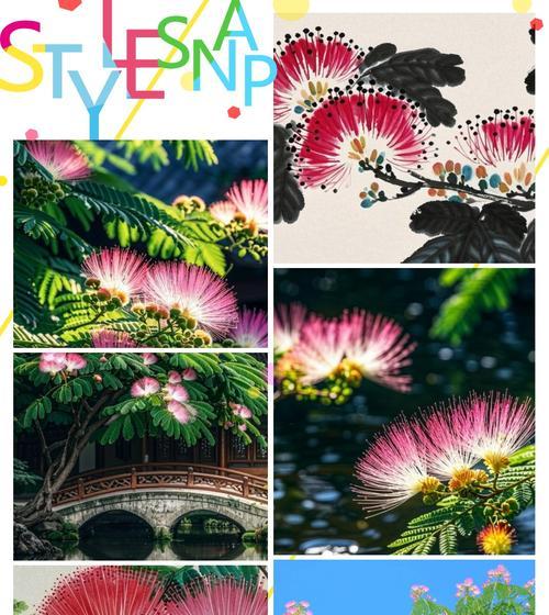 合欢花的花语真的代表吉祥吗？背后有何寓意？