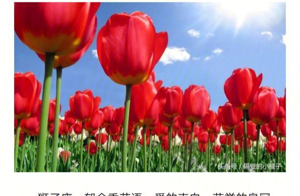 形容王者归来的花语是什么？哪种花象征着胜利与荣耀？