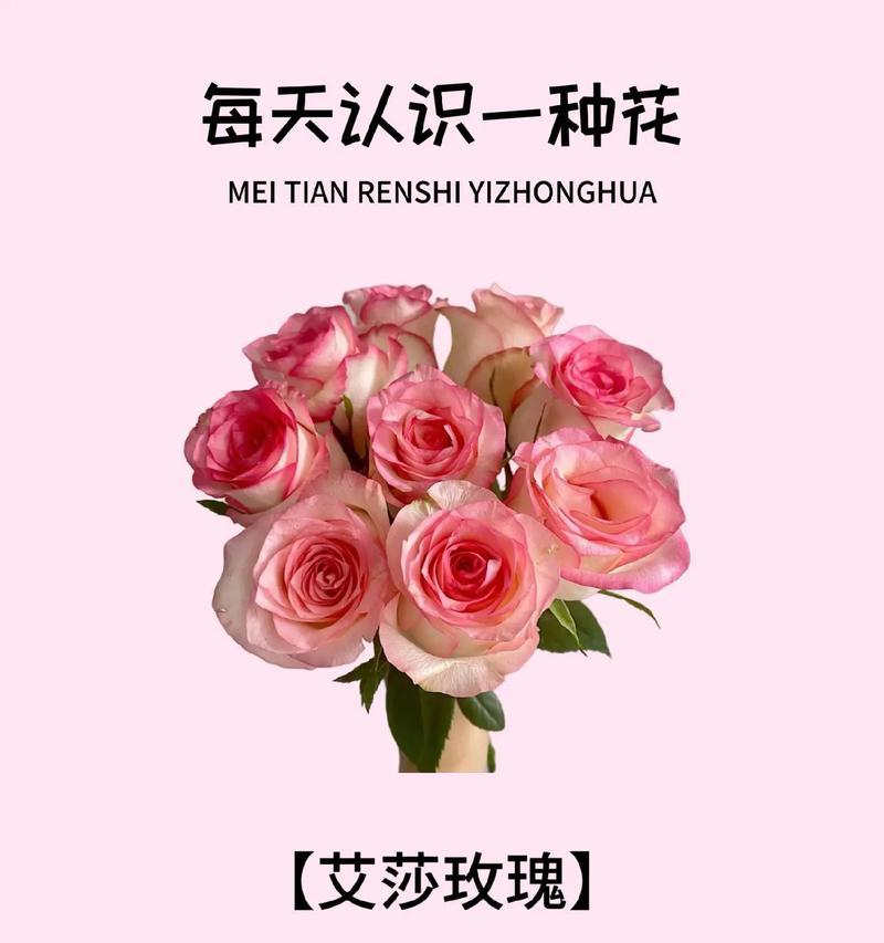 52朵黑魔术玫瑰代表什么？花语有何深意？