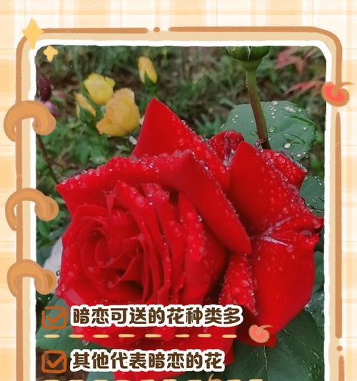 眼泪的花语代表什么？寻找表达悲伤情感的花朵？