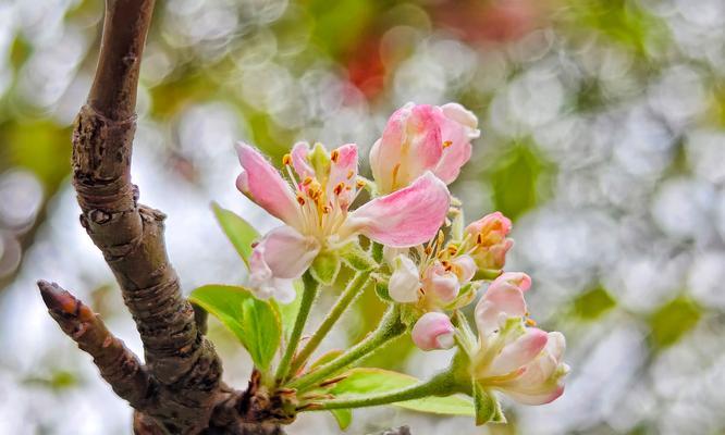 什么花代表不为世俗而活的花语是什么？
