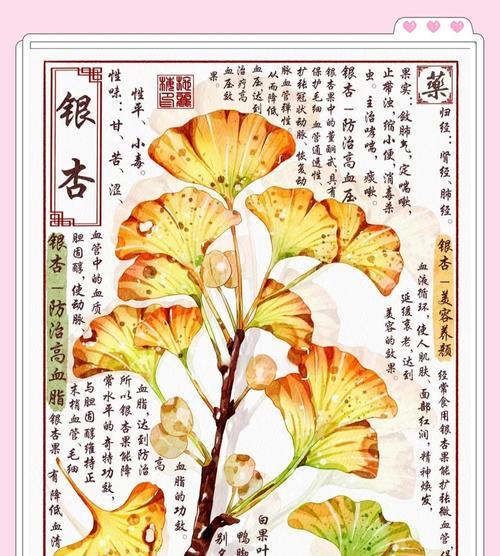 银杏树的花语是怎样来的？