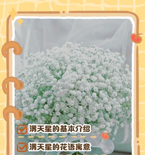 满天星的花语是什么？