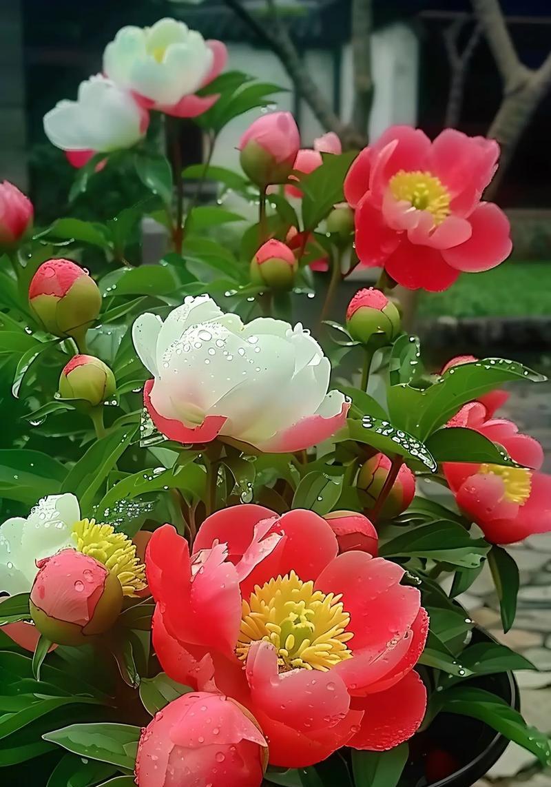 红色牡丹花代表的花语是什么？