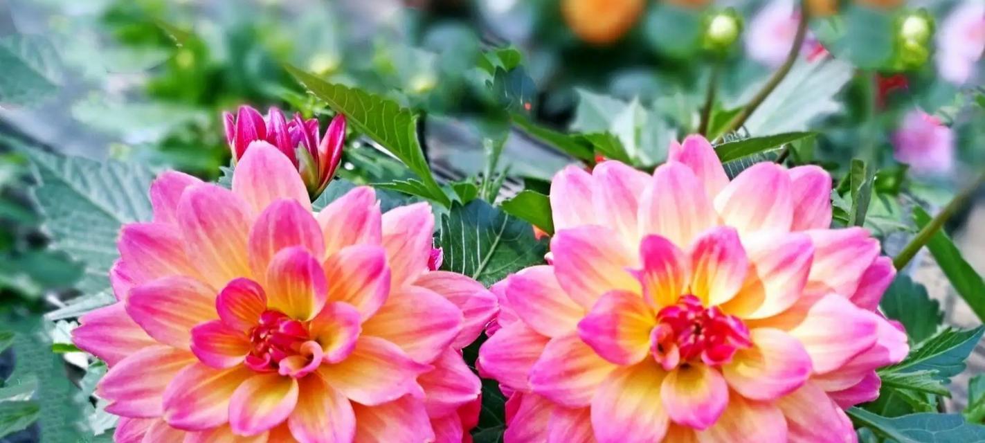 小丽花的花语及其寓意是什么？