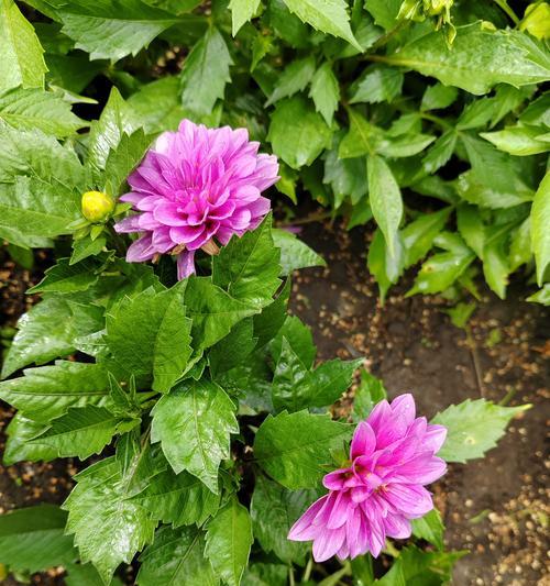 小丽花的花语及其寓意是什么？