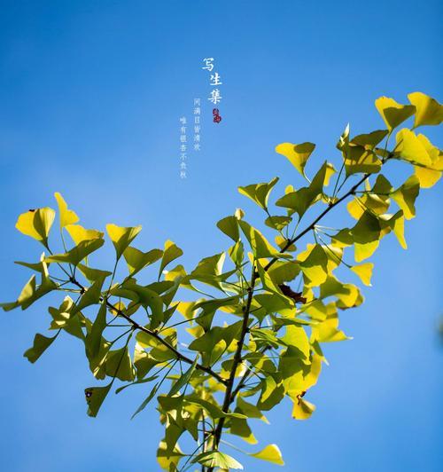 银杏树代表什么？它的花语有哪些含义？