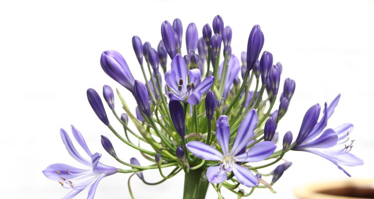 哪种花的花语是海盗的爱？它象征着什么？