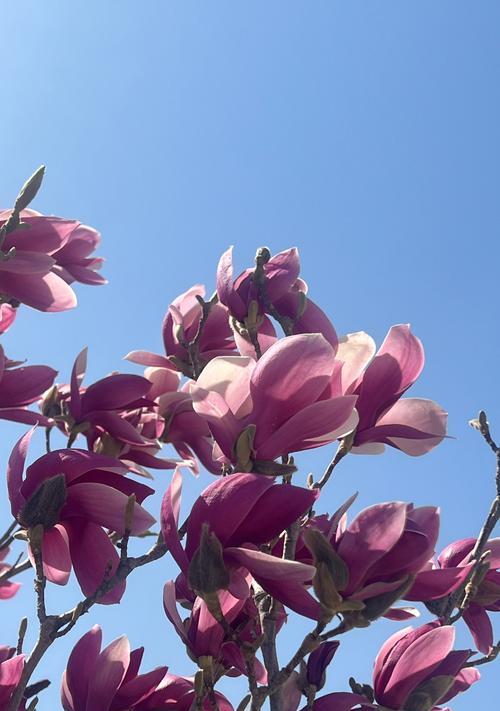 玉兰花有哪些颜色？不同颜色的花语是什么？