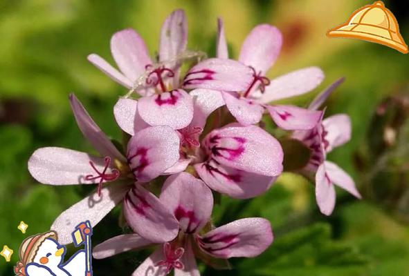 天竺葵的花语是什么？它象征着什么？