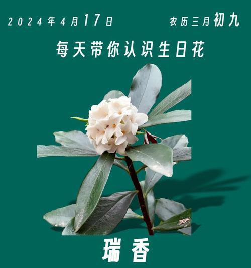 瑞香花语代表什么？瑞香的花语含义是什么？