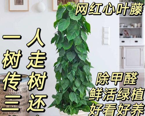 心叶藤的花语寓意是什么？心叶藤象征着什么？