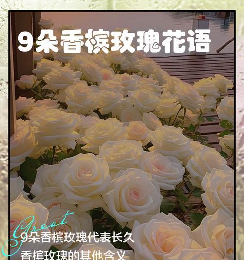 香槟金玫瑰六朵的花语是什么？香槟金玫瑰代表什么？