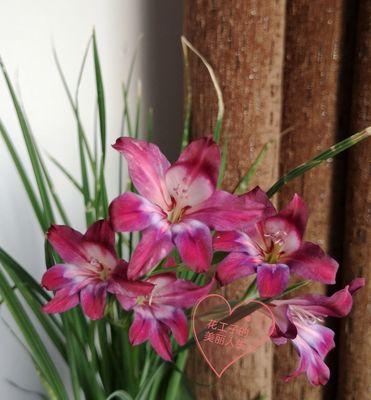 唐菖蒲剑兰的花语是什么？有哪些特别之处？