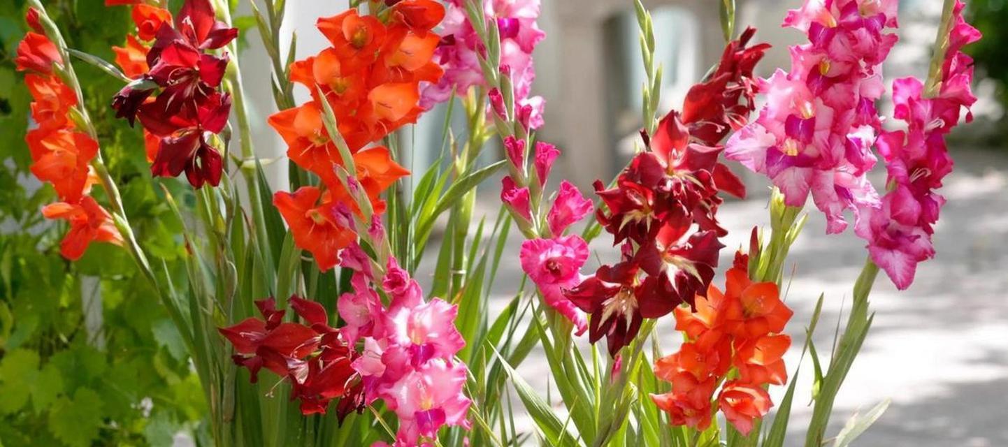 唐菖蒲剑兰的花语是什么？有哪些特别之处？