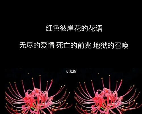 彼岸花的花语是什么？“错的不是”有何含义？