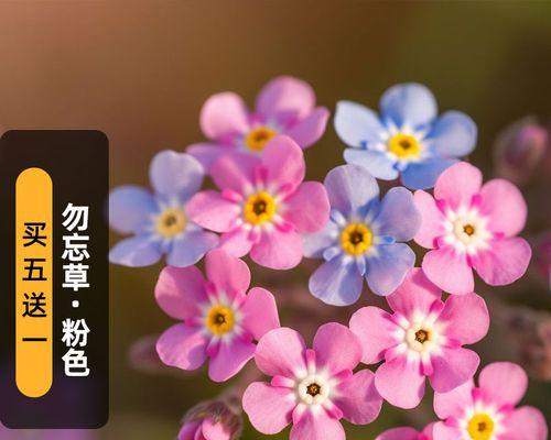 粉色勿忘我的花语是什么？代表了什么意义？