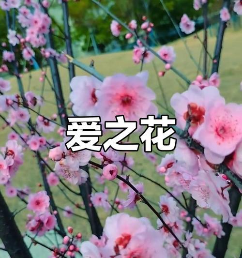 美人梅的花语是什么？它象征着什么？