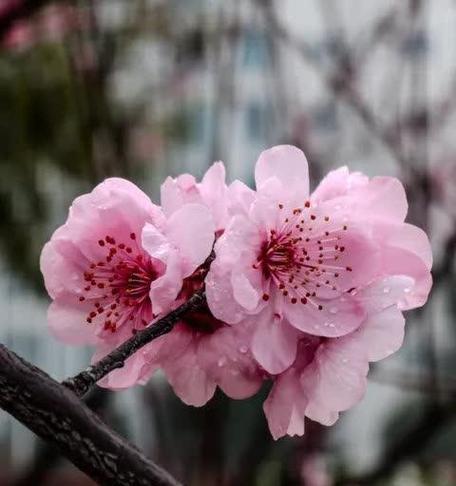 美人梅的花语是什么？它象征着什么？