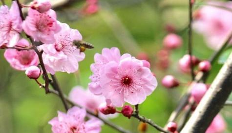 美人梅的花语是什么？它象征着什么？