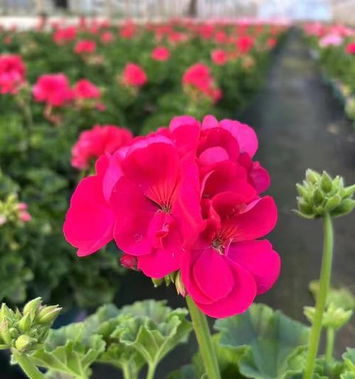 追求爱情的花有哪些？它们的花语是什么？