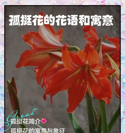 追求爱情的花有哪些？它们的花语是什么？