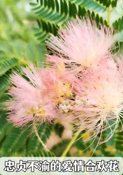 追求爱情的花有哪些？它们的花语是什么？