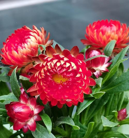 麦秆菊的花语是什么？它象征着什么？