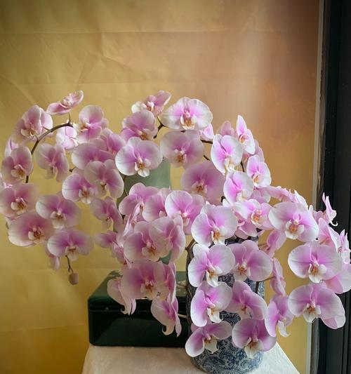 芭蕾舞兰花的花语是什么？它象征着什么？