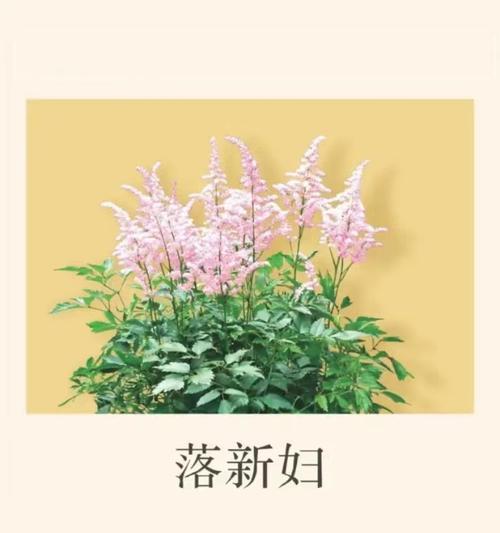 清澈兰的花语是什么？如何用它表达情感？