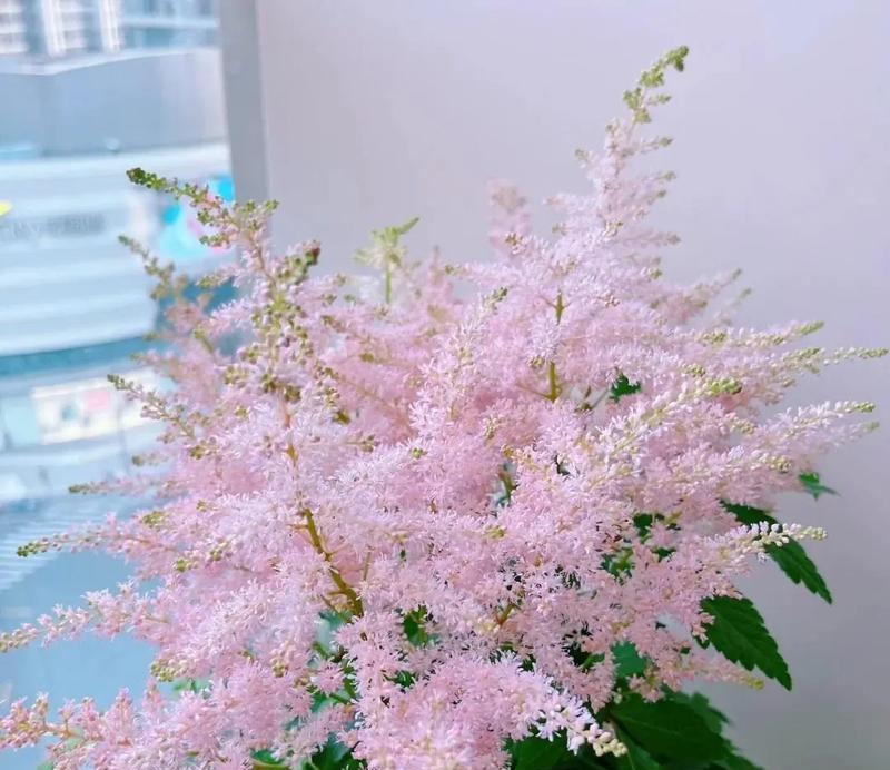 清澈兰的花语是什么？如何用它表达情感？