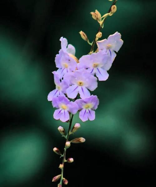 木连翘花的花语有何深意？适合哪种场合？