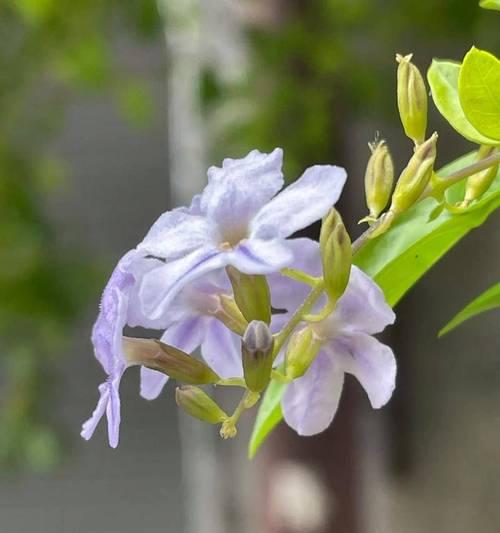 木连翘花的花语有何深意？适合哪种场合？