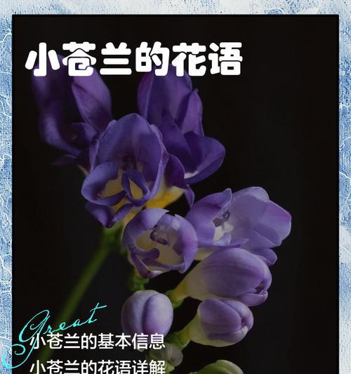星星小花的花语是什么？它象征着什么？
